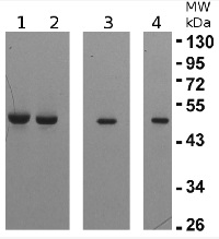 eEF1B-gamma1 and 2 | elongation factor 1-gamma 1 and 2 in the group Antibodies Plant/Algal  / DNA/RNA/Cell Cycle / Translation at Agrisera AB (Antibodies for research) (AS10 676)